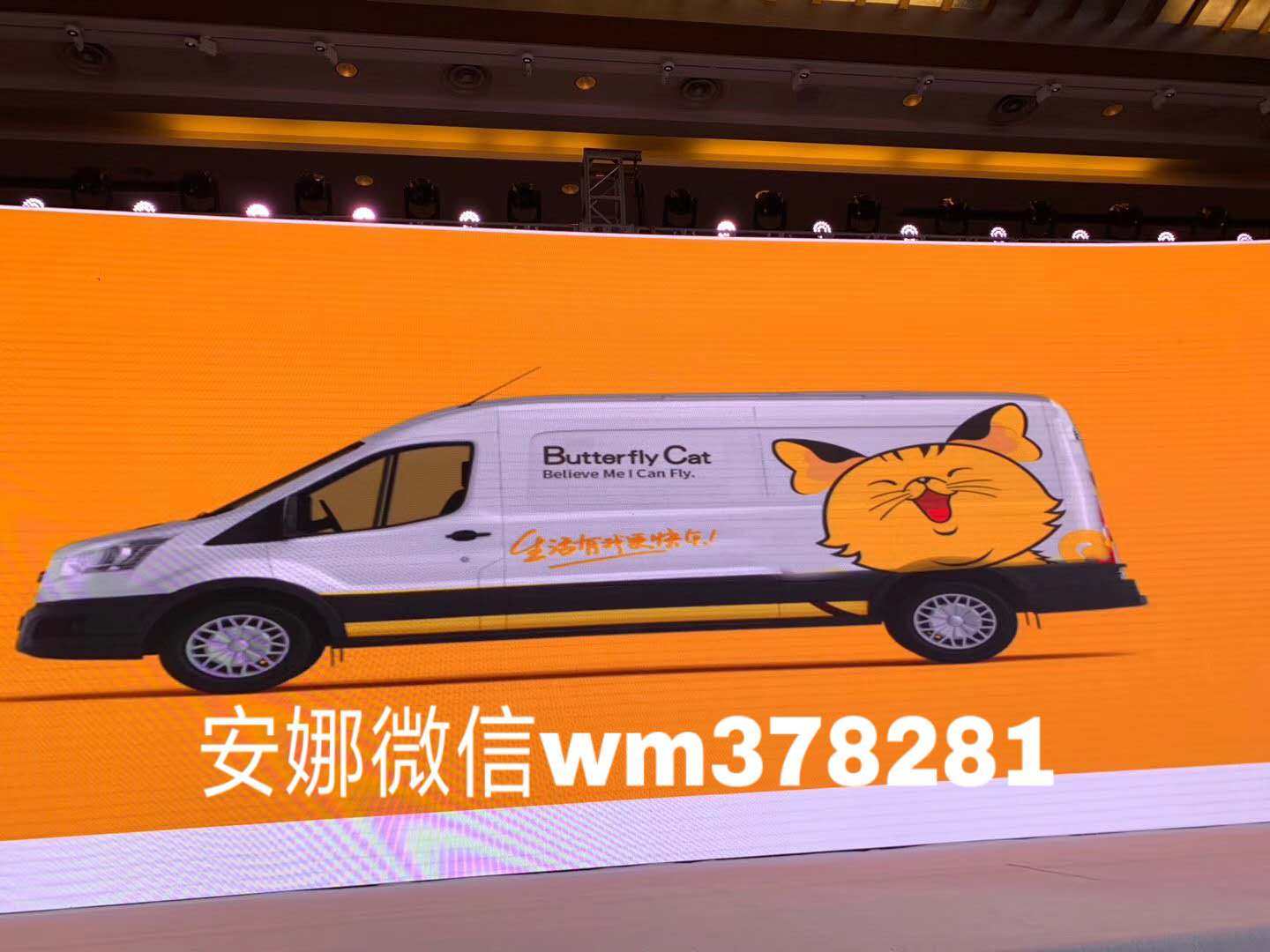 蝴蝶猫.jpg